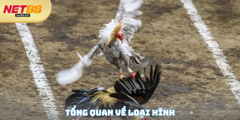 Sơ lược về đá gà trực tiếp Thomo