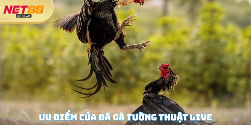 Ưu điểm của đá gà tường thuật live
